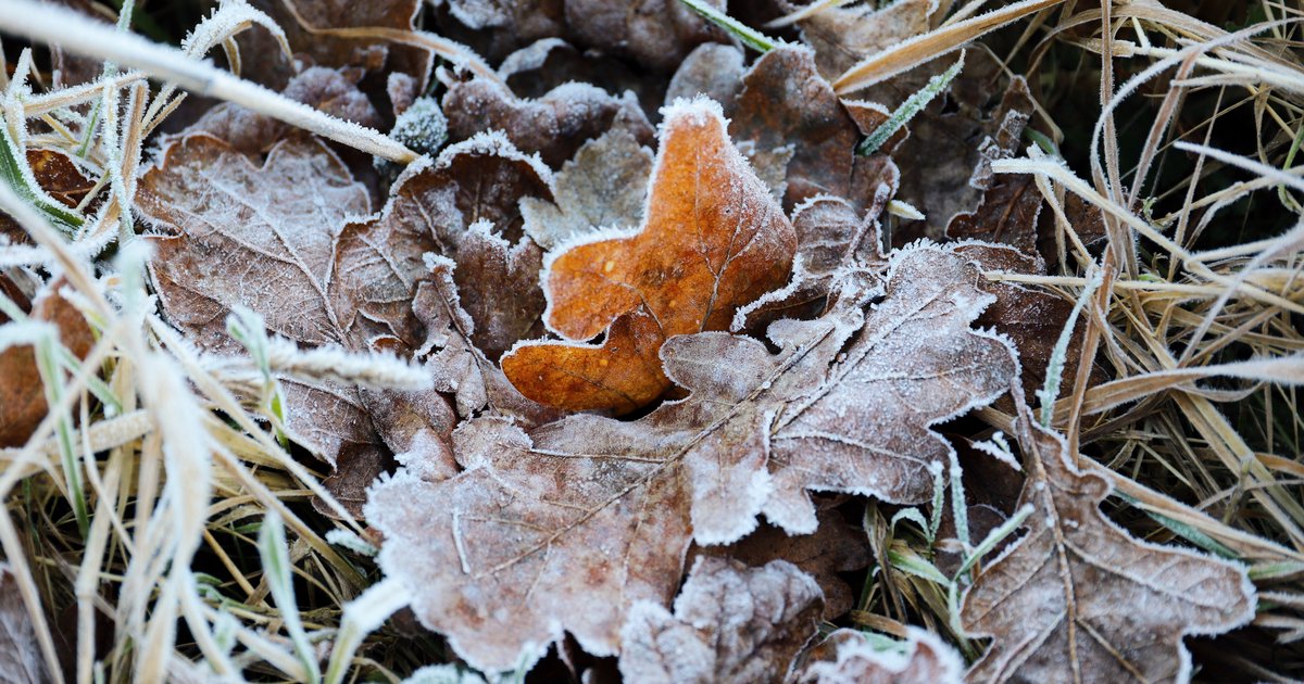 Garten winterfest machen: Checkliste für den Herbst